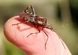 More on Beetles